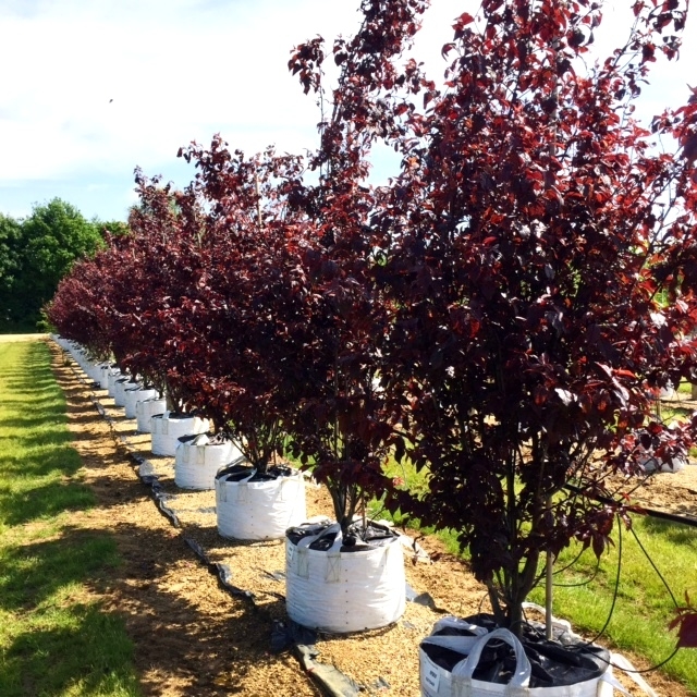 Prunus cerasifera Nigra Multi-stem