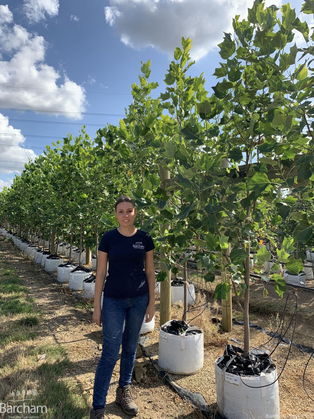 Liriodendron tulipifera Aureomarginatum