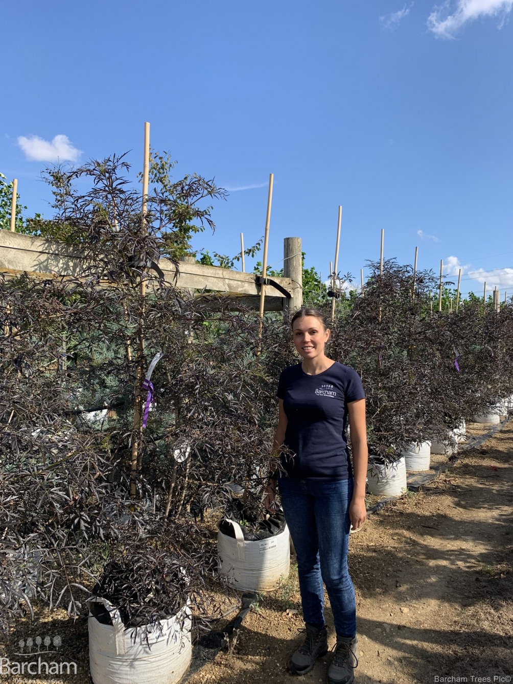 Sambucus nigra Black Lace