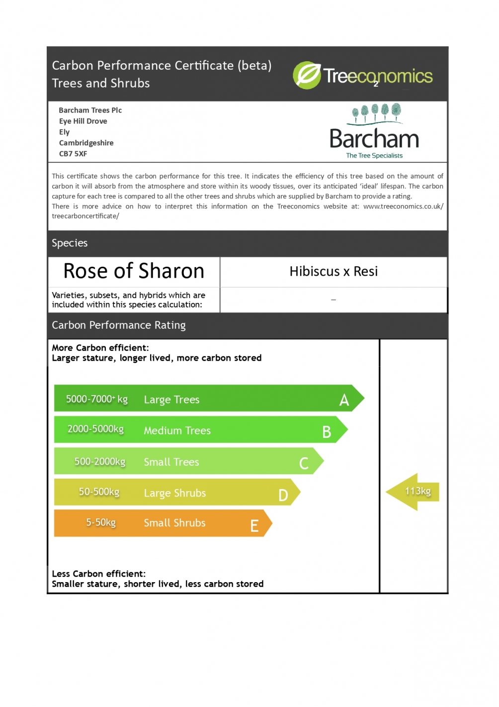 Hibiscus Resi half standard