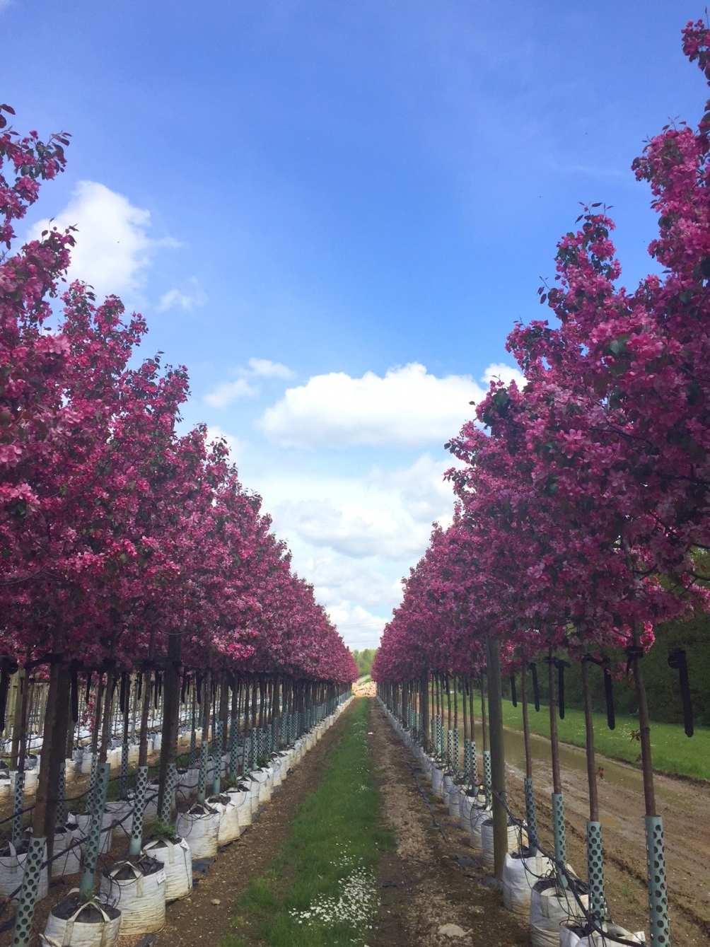 Malus Rudolph on the barcham trees nursery