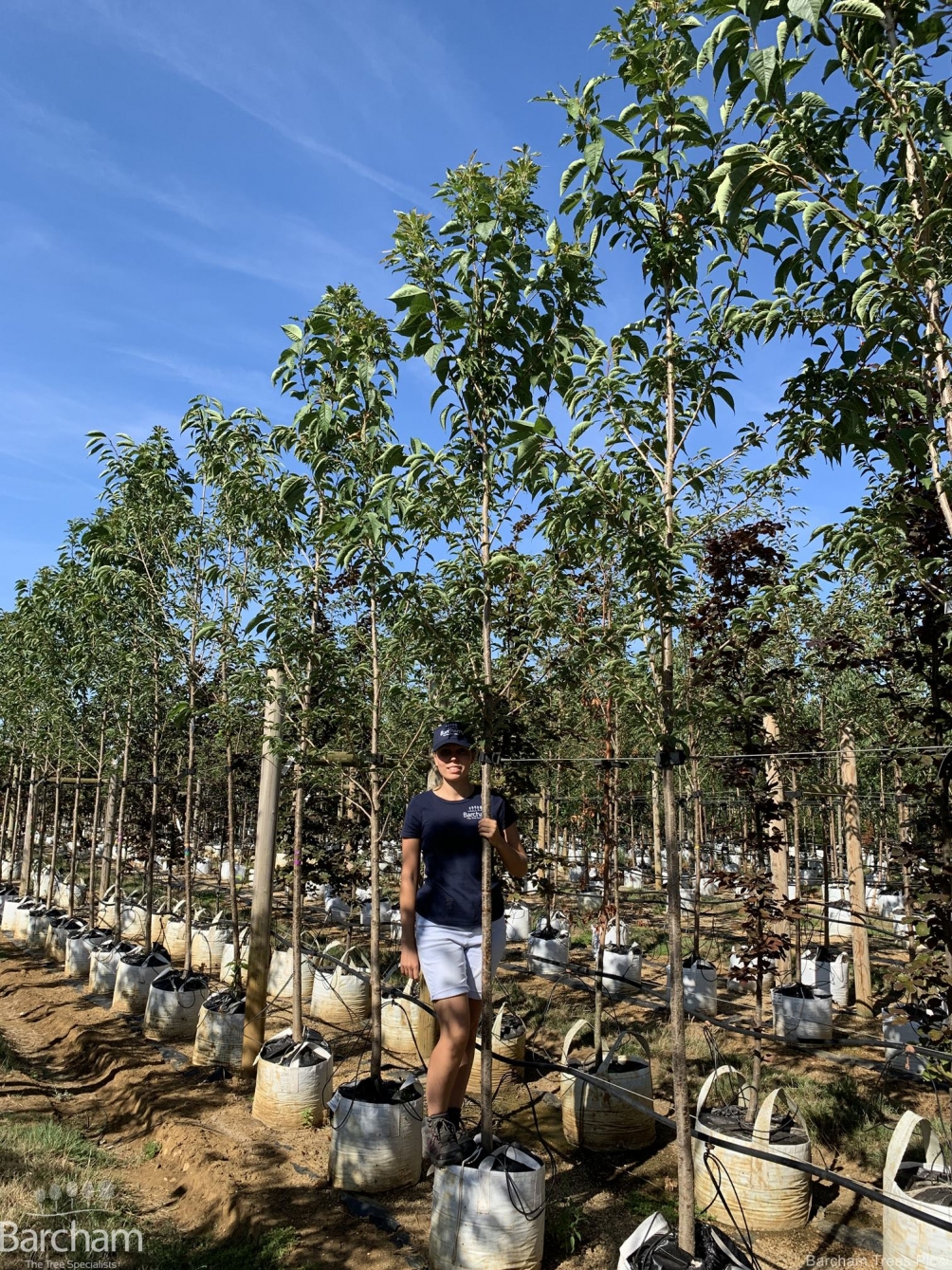 Prunus Sunset Boulevard