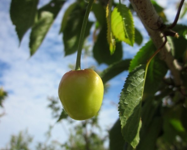 the cherry of Prunus avium Kordia