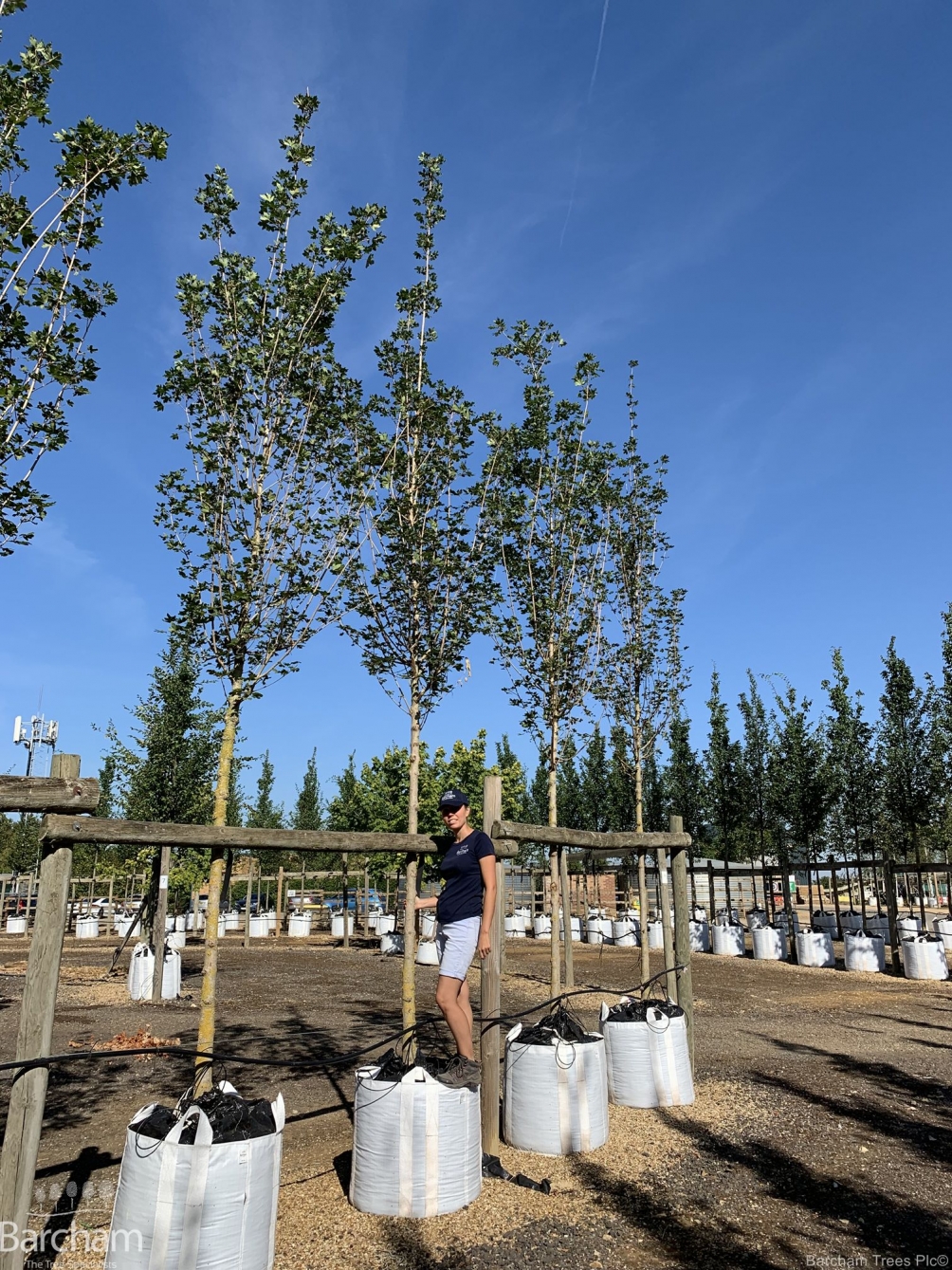Acer campestre Elegant