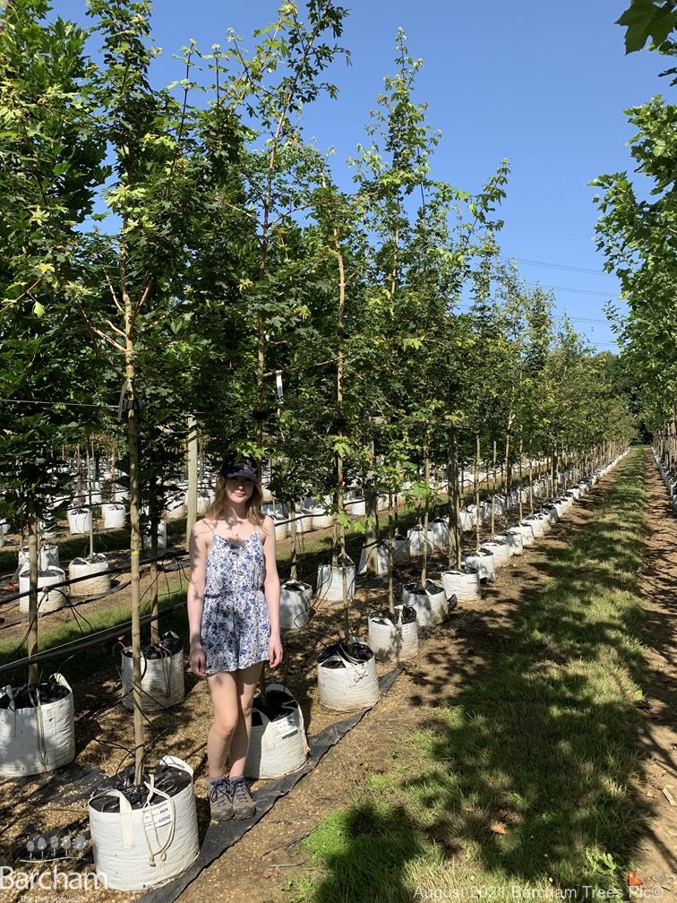 Acer campestre on the barcham trees nursery