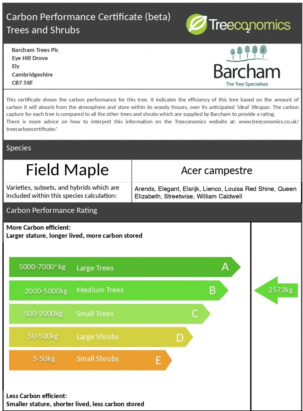 Carbon rating for Acer campestre