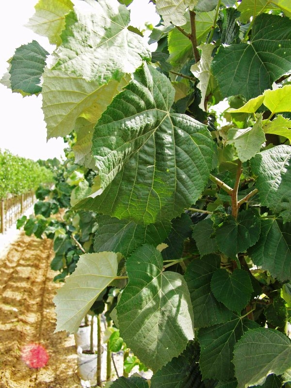 Foliage of Tilia tomentosa