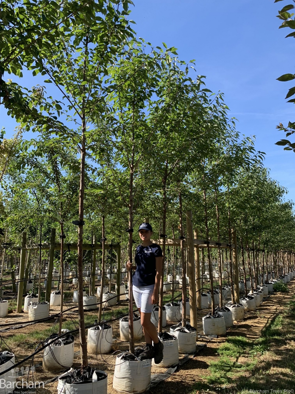 Prunus avium Plena