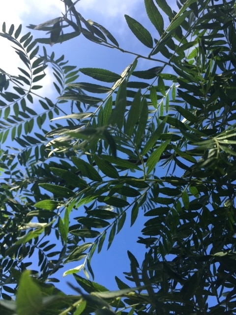 Gleditsia triancanthos inermis leaves