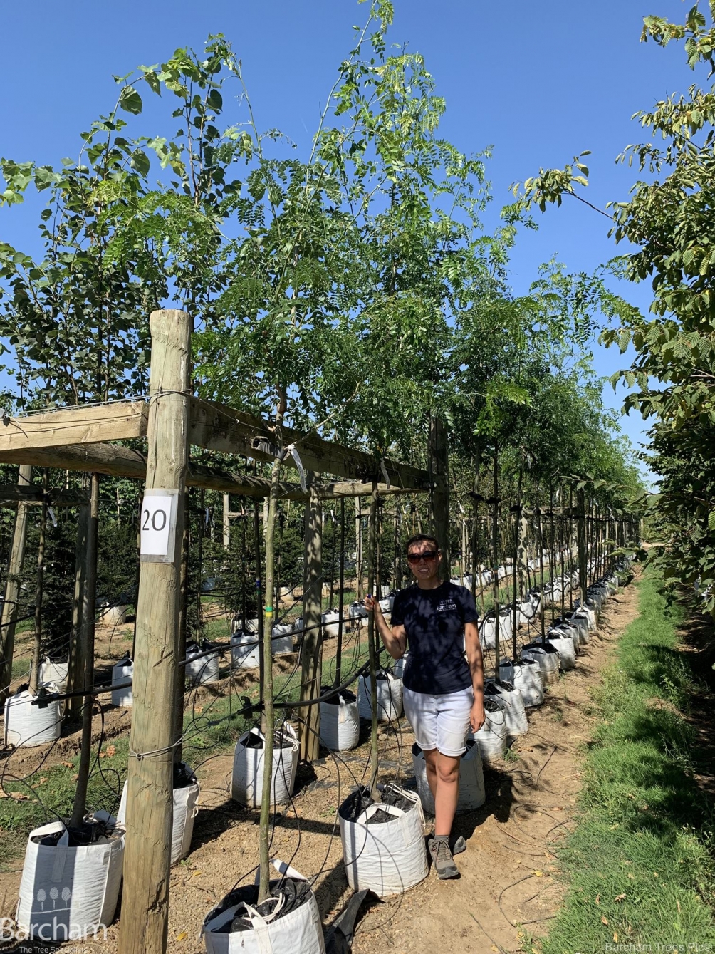 Gleditsia triacanthos Draves Street Keeper