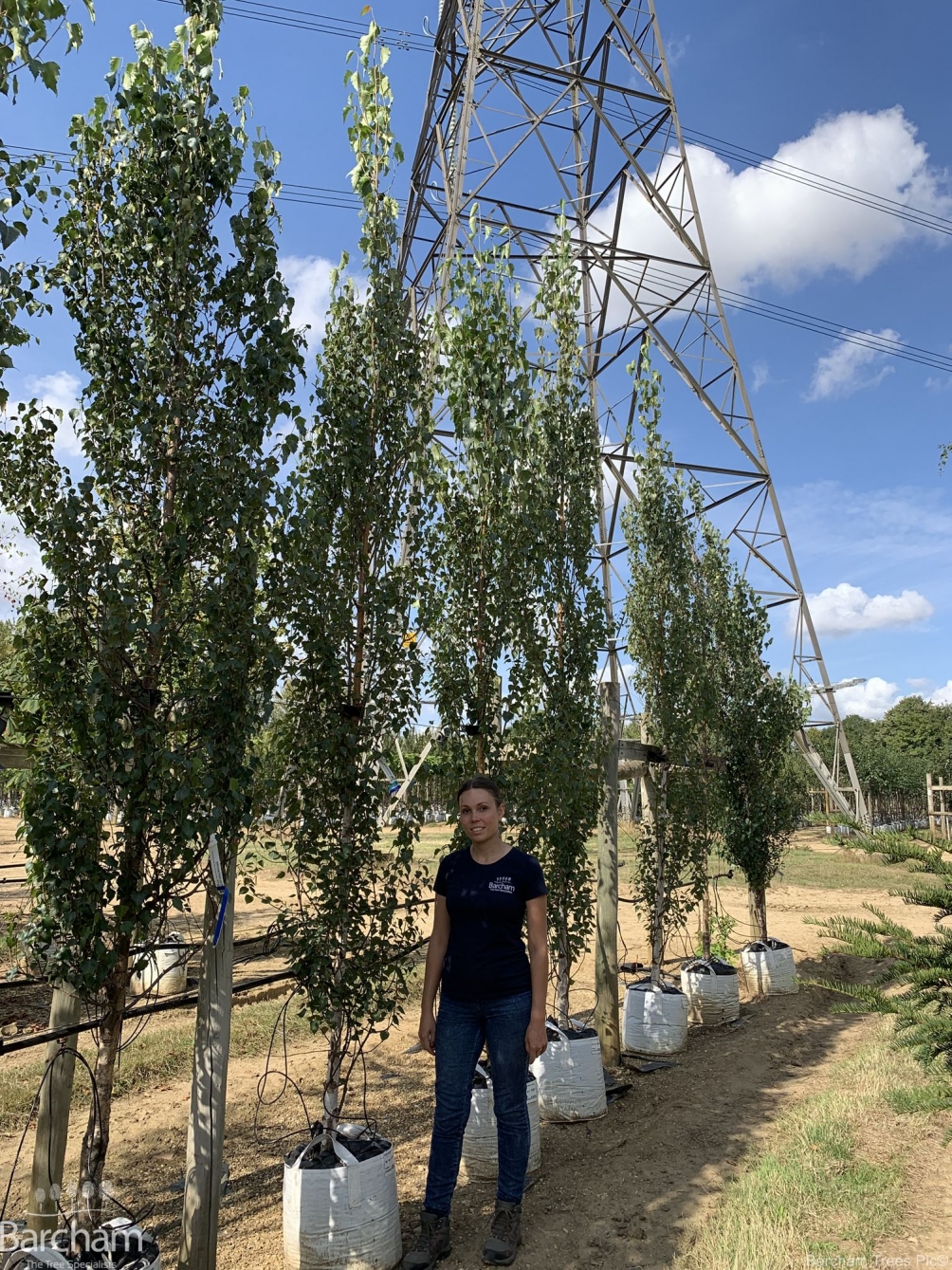 Betula pendula Fastigiata
