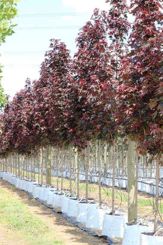 Acer platanoides Crimson Sentry on the barcham trees nursery