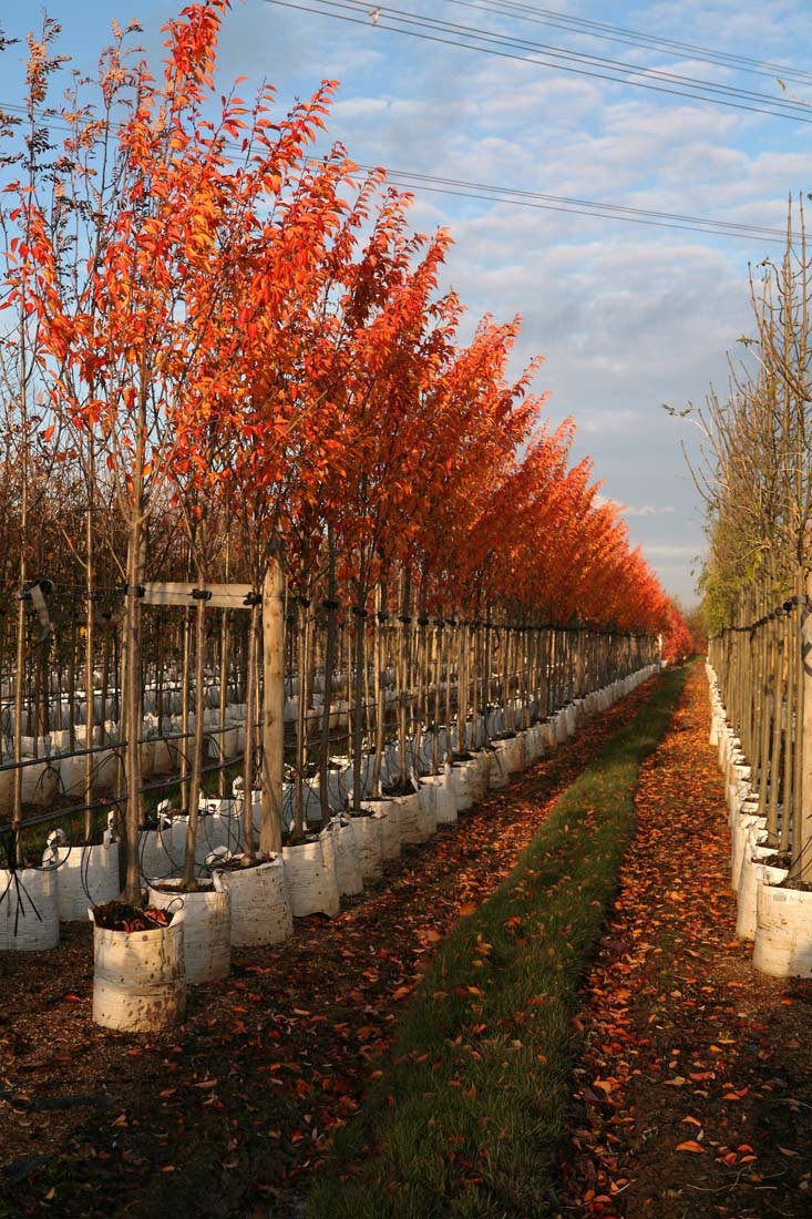 The bright orange autumn colour of Prunus Umineko