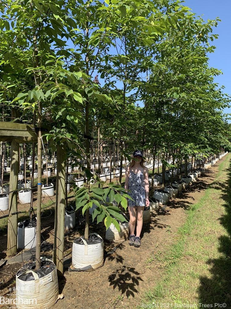 Halesia Carolina