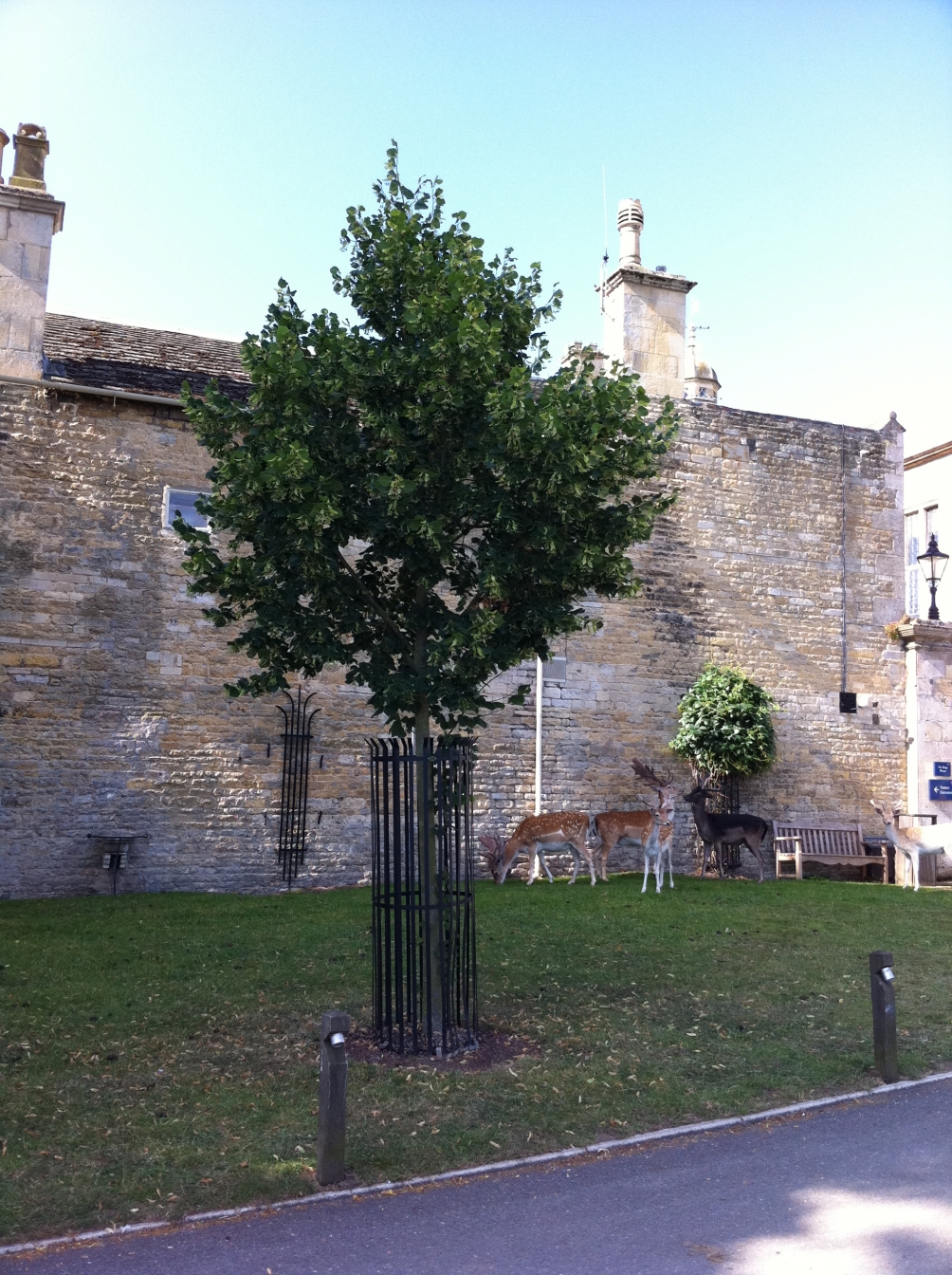 Tilia platyphyllos Rubra at Burleigh House, Stamford, Lincolnshire