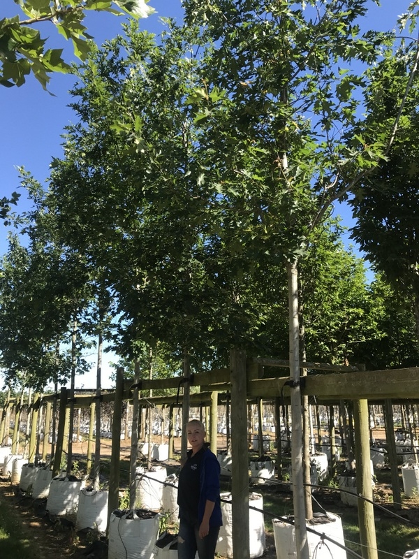 Quercus rubra at barcham trees