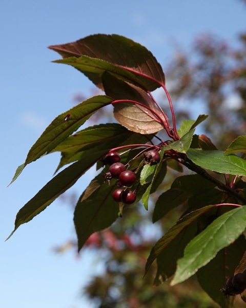 Foliage and berries of Malus Director Moerland