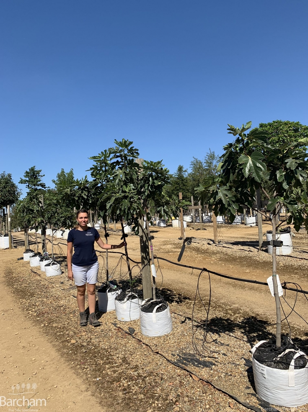 Ficus carica ‘Nero’