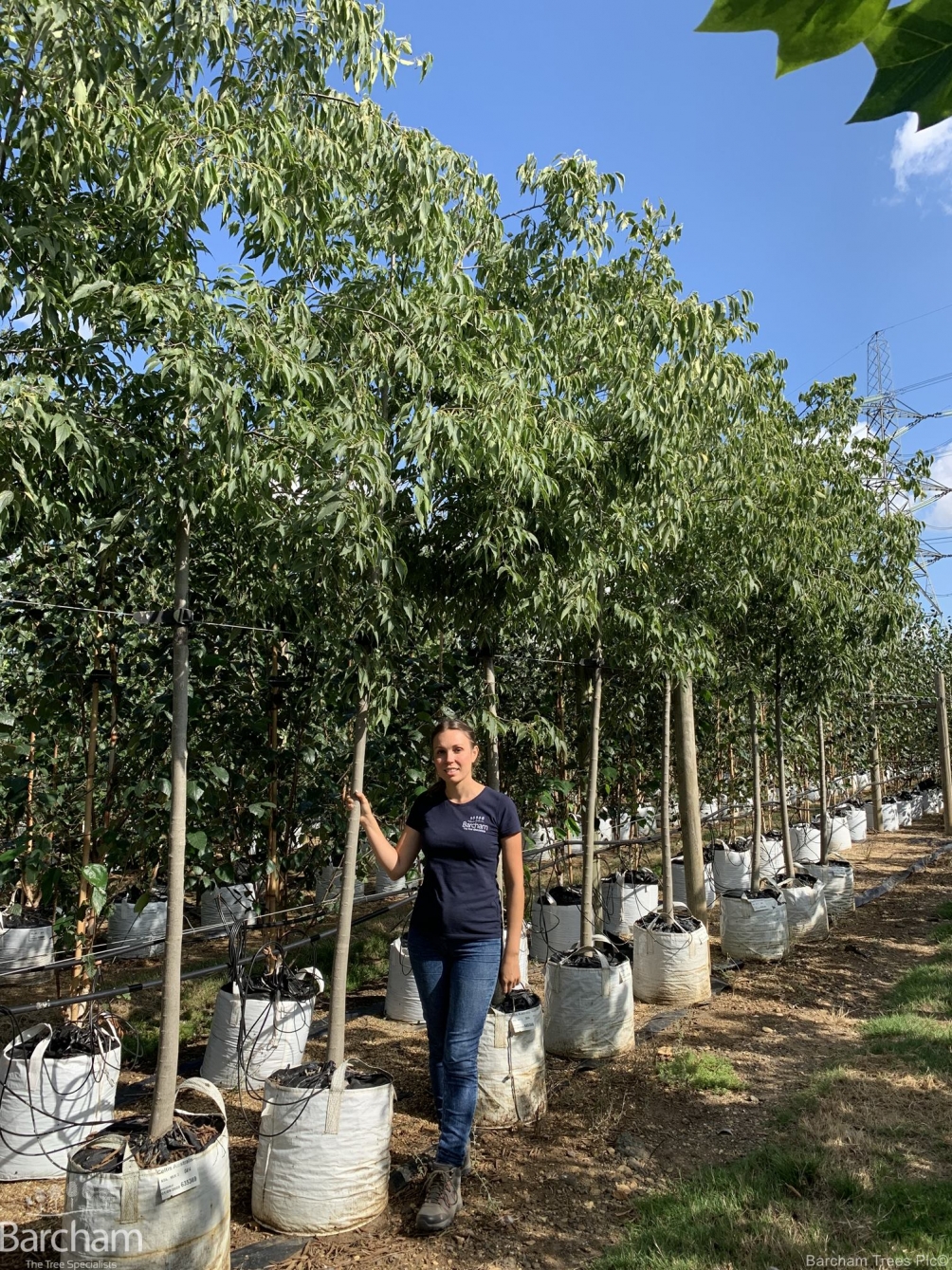 Celtis Australis