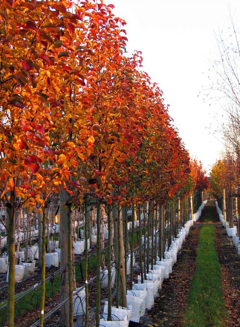 stunning autumn colour of Pyrus calleryana Redspire