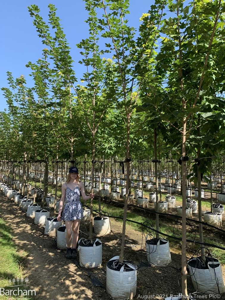 Acer platanoides