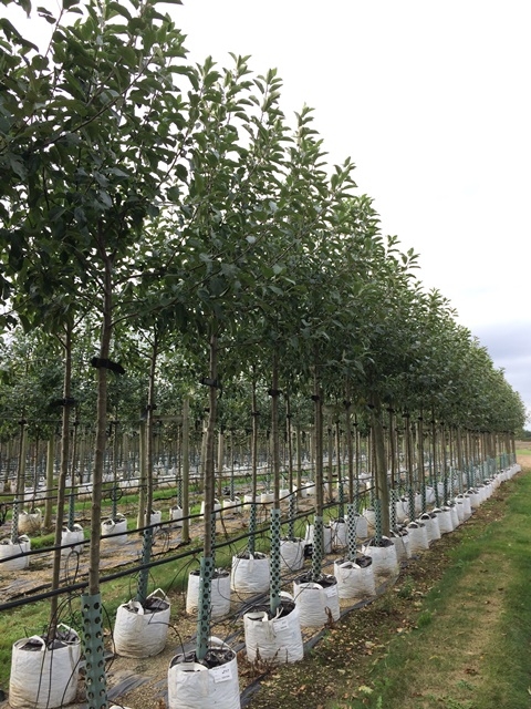 Malus Elstar