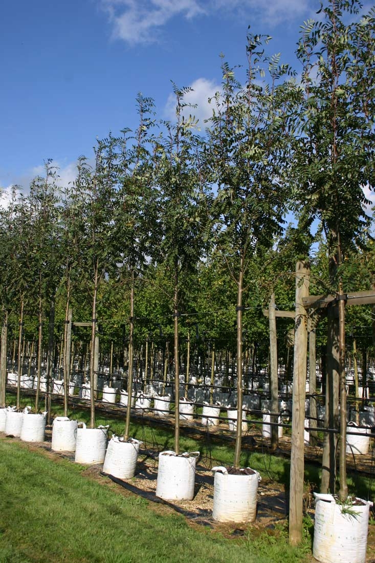 Sorbus aucuparia Rossica Major in a row at Barcham Trees