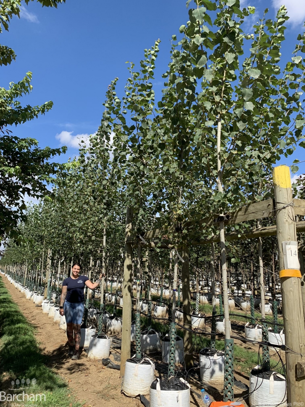 Populus tremula
