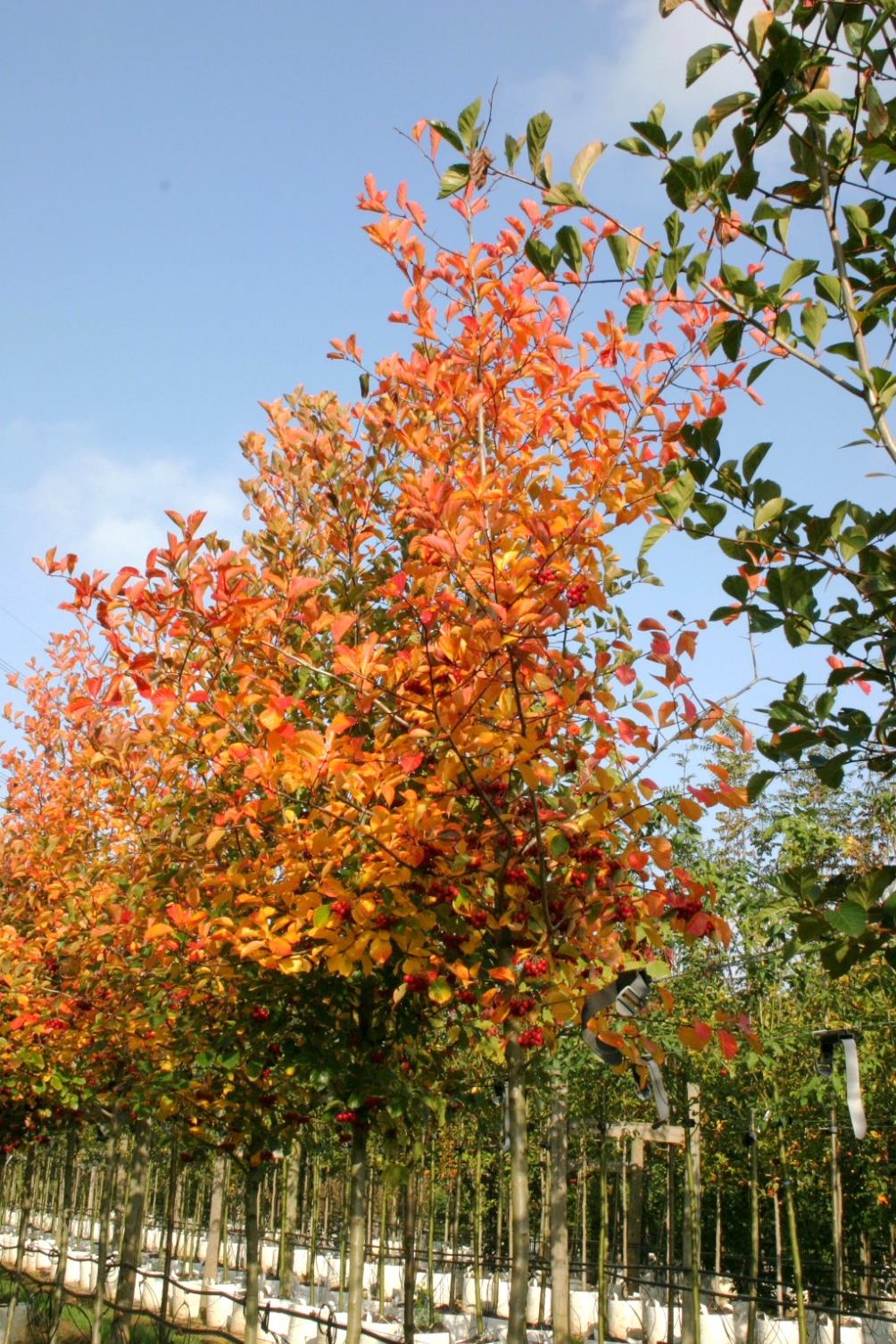 autumn colour of   Crataegus x prunifolia Splendens