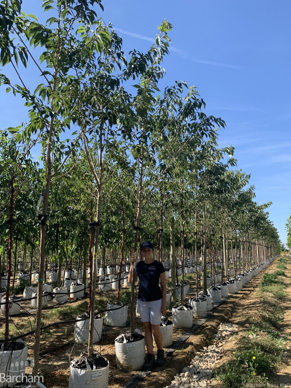 Prunus Ukon