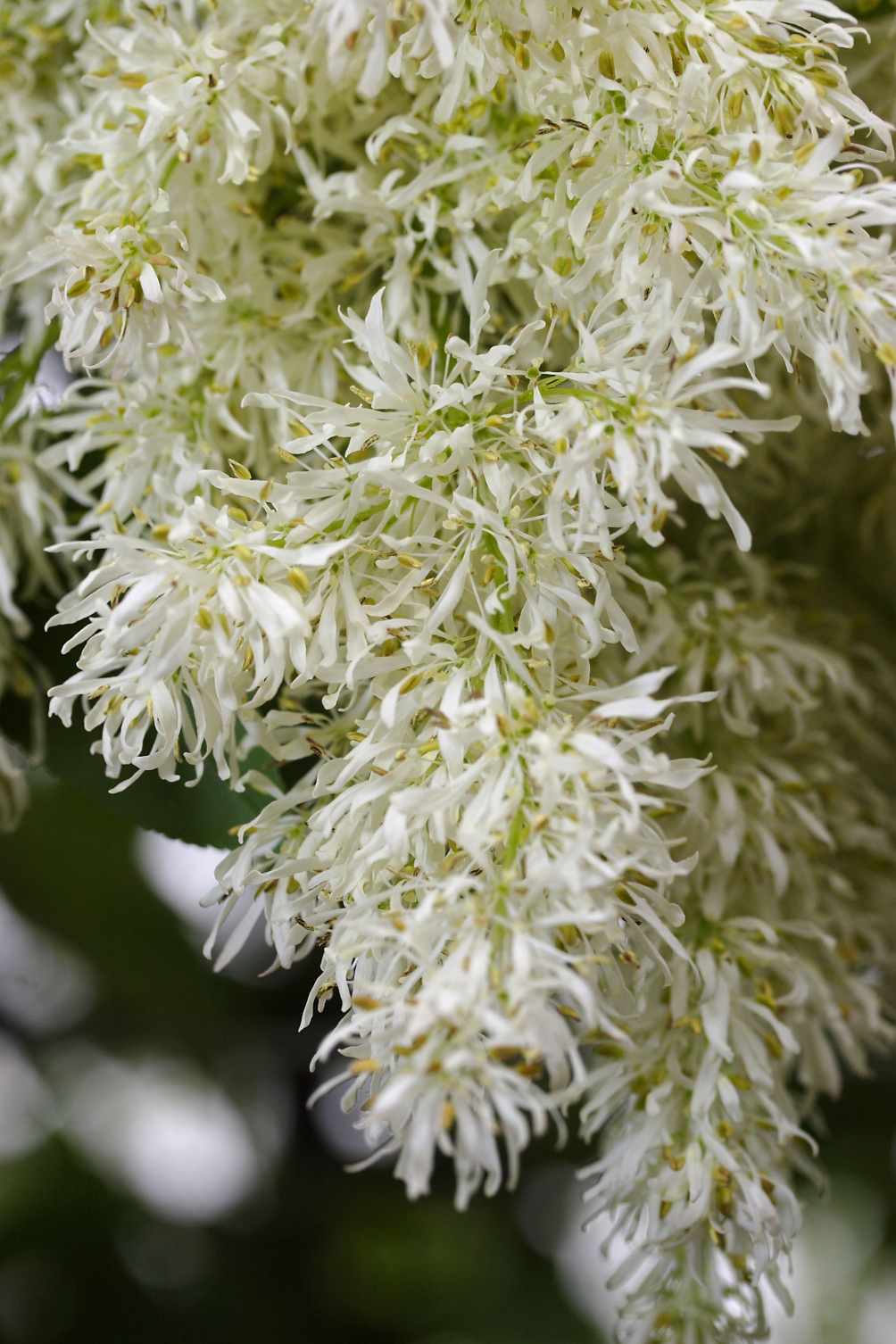 Fraxinus ornus