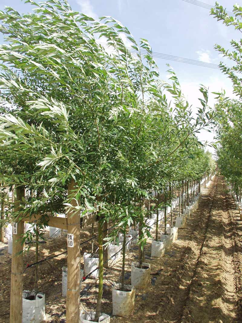 Row of Salix caprea at Barcham Tress nursery