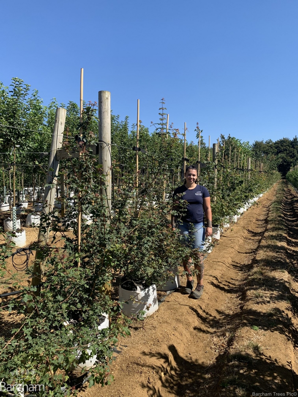Acer campestre multi-stem
