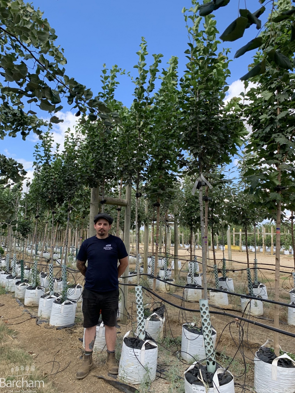 Crataegus x prunifolia Splendens