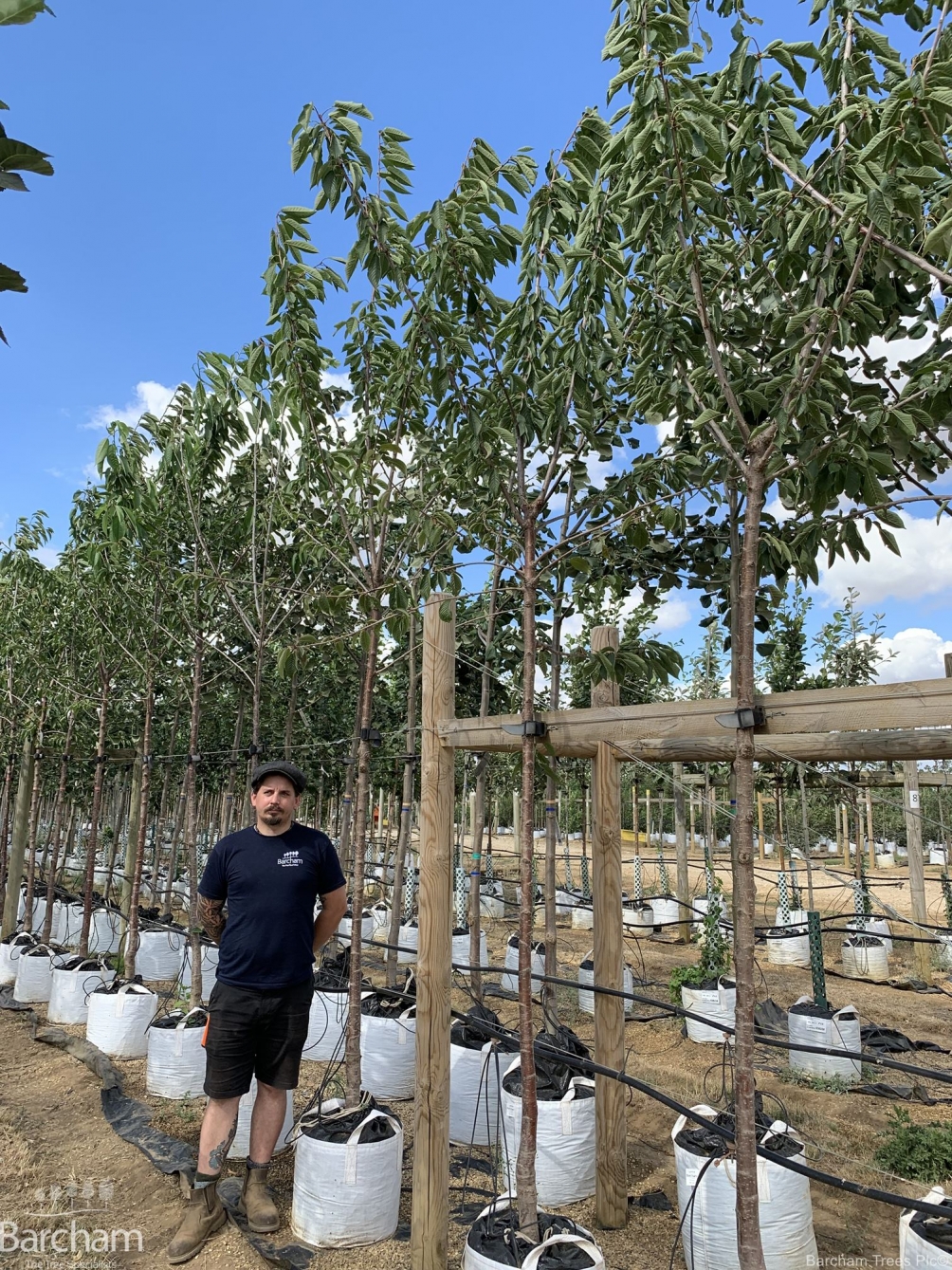 Prunus avium Kordia