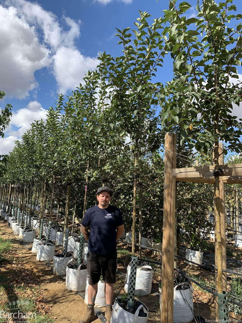 Malus Red Sentinel