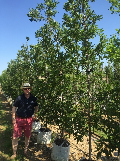 Quercus x turnerii Pseudoturneri at barcham trees