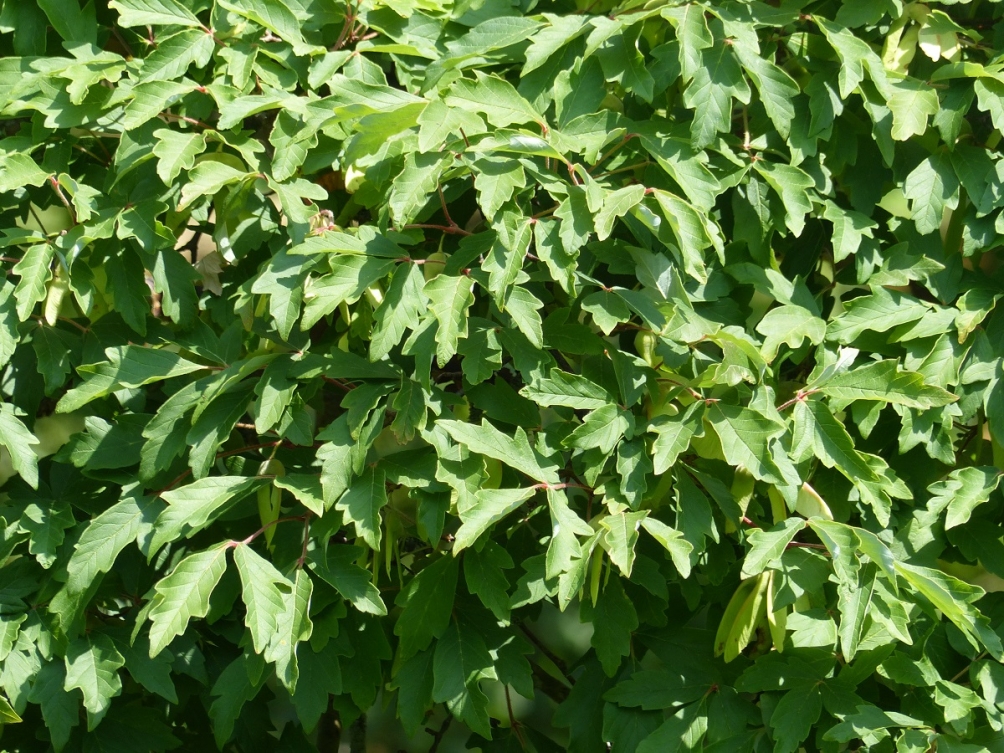 The leaves of Acer griseum