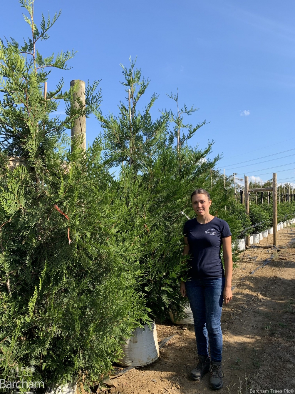 Thuja plicata Atrovirens