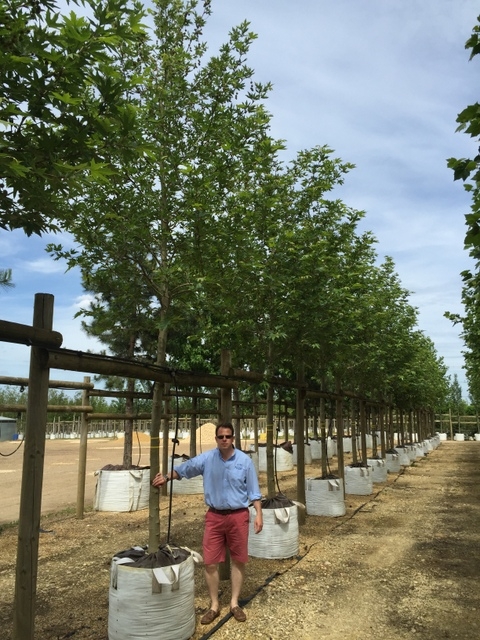 Platanus orientalis Minaret on the barcham trees nursery