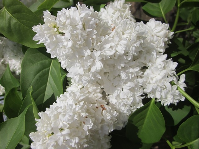 beutiful white clusters of flowers of Syringa vulgaris Alice Harding