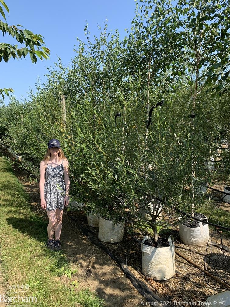 Salix daphnoides multi-stem