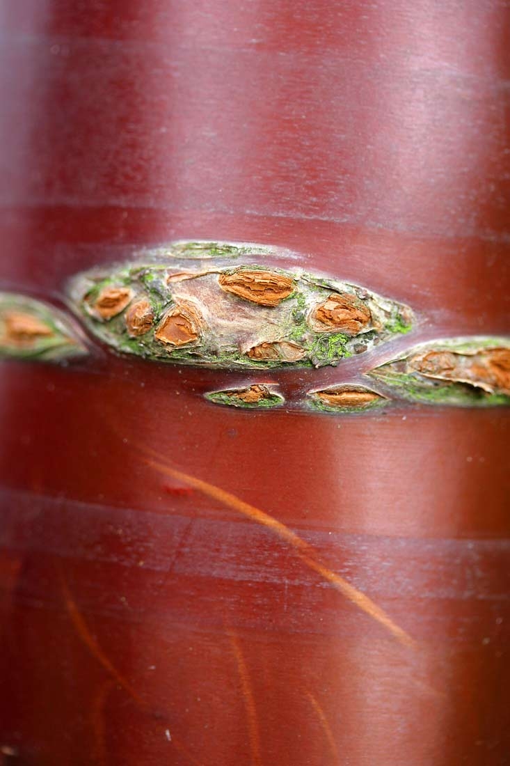 the shiney bark of Prunus serrula Tibetica