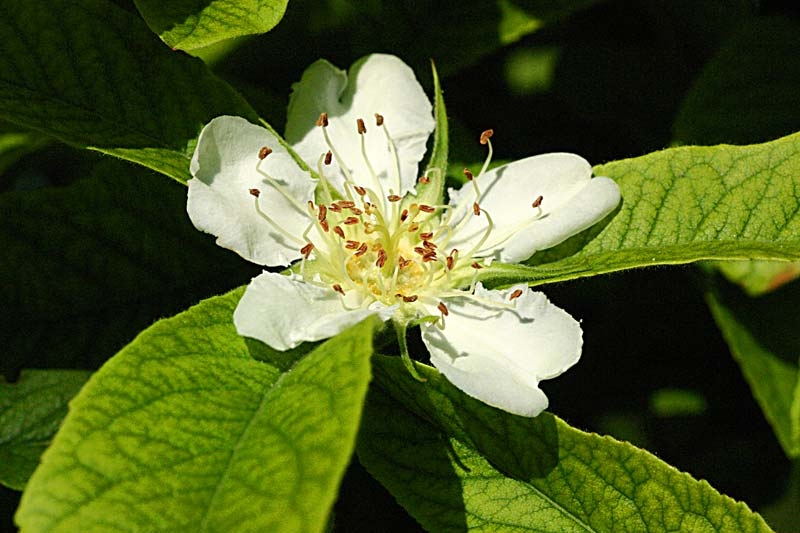 the flower of Mespilus germanica