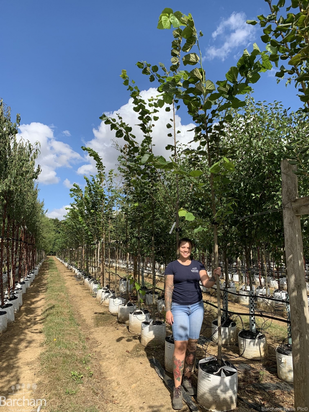 Tilia platyphyllos
