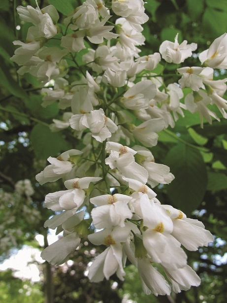 The flowers of Cladrastis kentukea