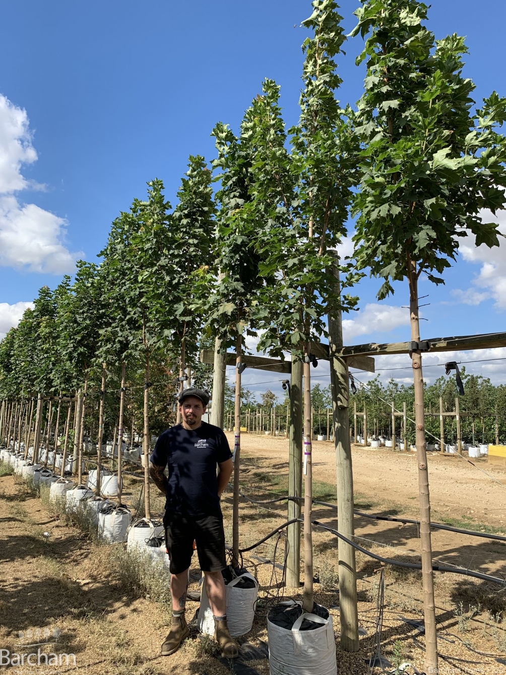 Acer platanoides Columnare