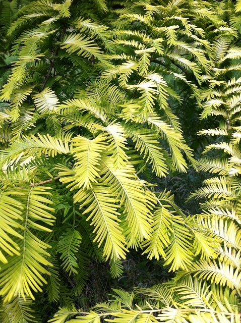 the golden yellow foliage of Metasequoia glyptostroboides Goldrush