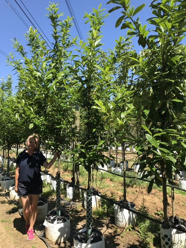 Prunus laurocerasus Caucasica at barcham trees