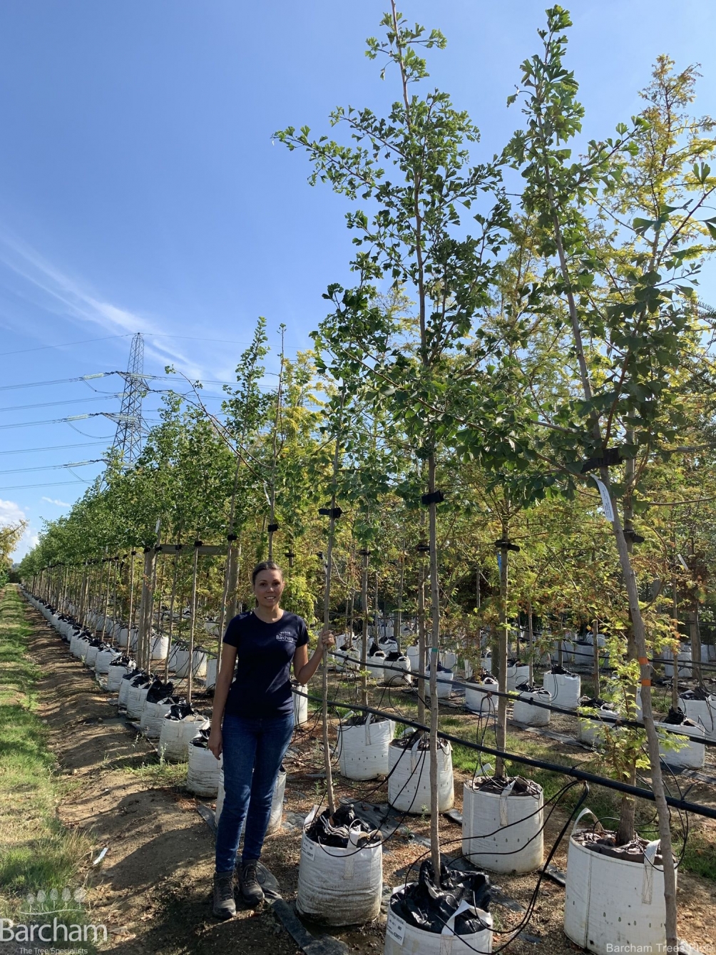 Ginkgo biloba